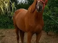 Mare, Horses — photo 3