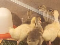 Geese — عکس 3