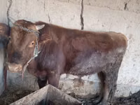 Bull, Cattle — photo 2