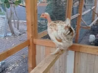 Chickens — 6 зураг