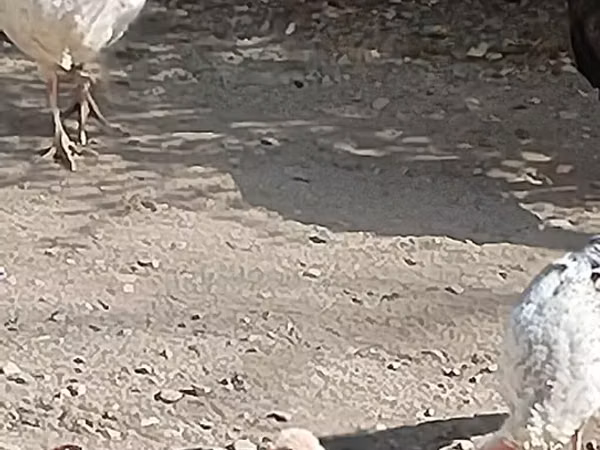 Turkeys