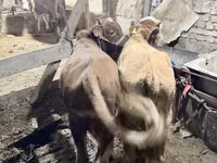 ষাঁড়, Simmental cattle — ছবি 3