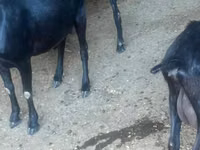 Kambing betina, Murcia-Granada goats — foto 3