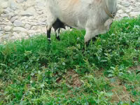 Kambing betina, Goats — foto 1