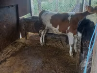Cow, Cattle — photo 4