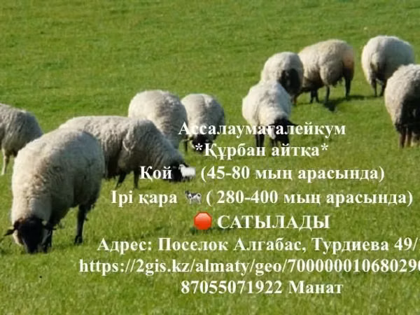 Ram, Sheep — Kazakhstan