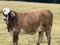 Mucca, Braford — foto 1