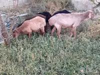 Koyun, Koyunlar — foto 2