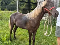 Азаргагүй морь, Rocky Mountain Horse — 2 зураг