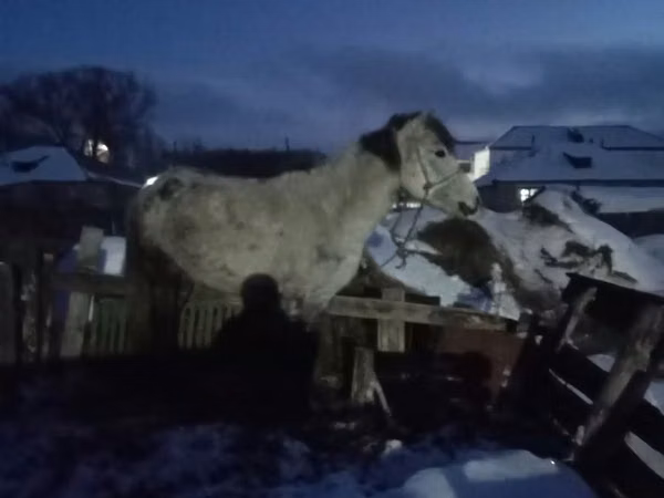Mare, Horses — Kazakhstan