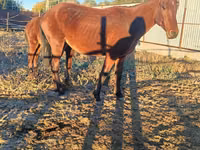Kuda betina, Horses — foto 2