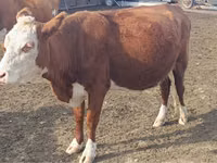 Vaca, Latvian Blue cattle — foto 1