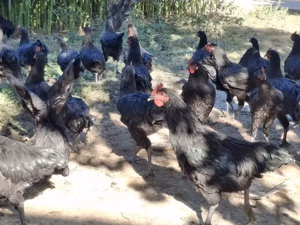Chickens — উজবেকিস্তান