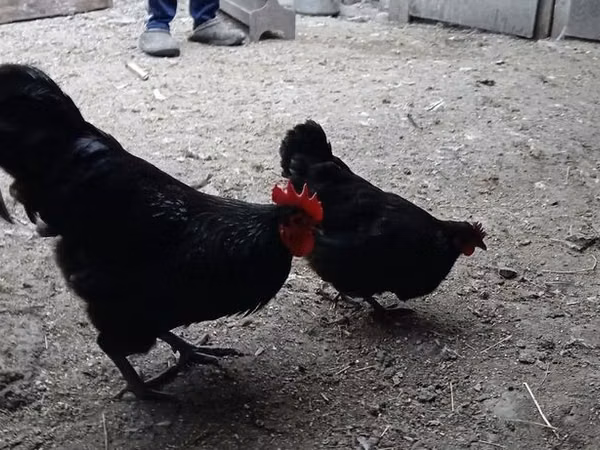 Chickens — آذربائیجان