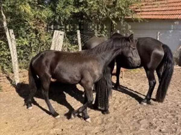 Horse (M), Friesian