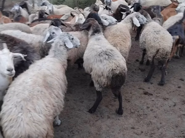Sheep, Sheep — Moldova