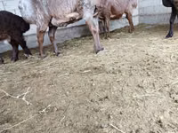 Baran, Owce — zdjęcie 3