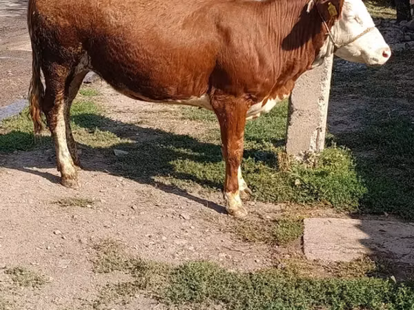 Cow, Simmental cattle — Kyrgyzstan