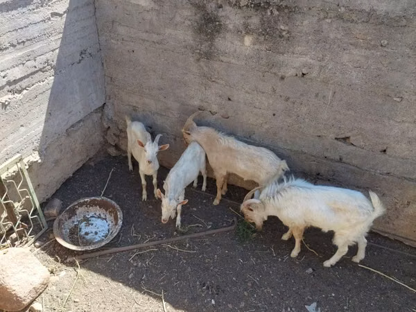 Billy Goat, Goats — Uzbekistan
