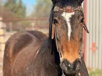 Aygʻir, Mustang — 3-rasm