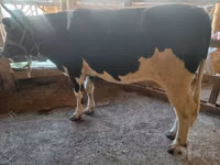 Cow, Russian Black pied cattle — photo 2