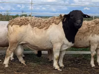 Koç, Dorper sheep — foto 1