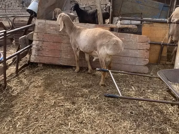 Sheep, Edilbay sheep — Kyrgyzstan