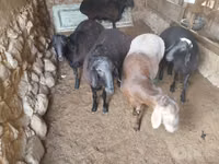 Kambing jantan, Sheep — foto 3