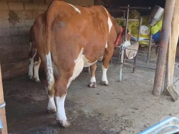 Cow, Simmental cattle