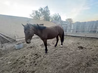 Horse (M), Horses — photo 2