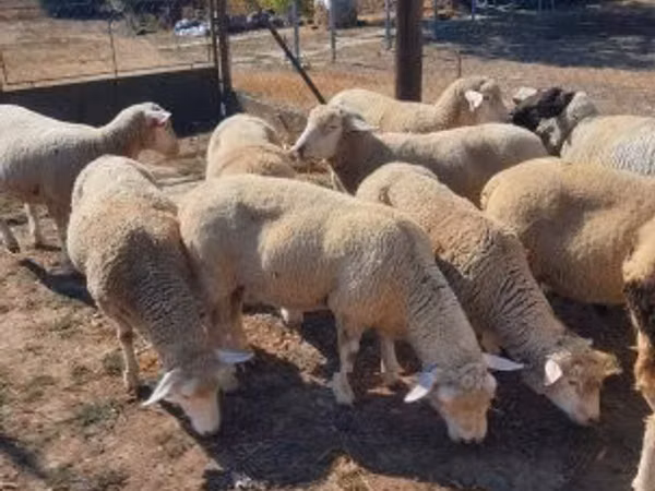 Ram, Ile-de-France sheep