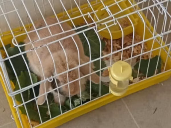 Bu dovşani paylasardiniz mumkundurse 35 manata - Material: möhkəm