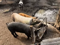 नर सूअर, सूअर — फ़ोटो 5