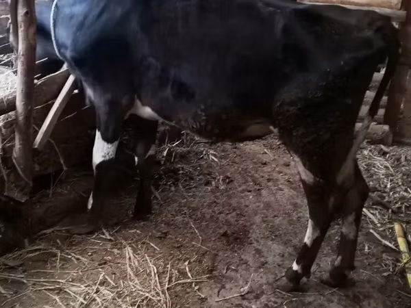 ላም, Holstein breed