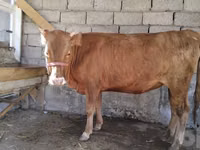 Vache, Bovins — photo 3