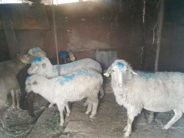 Ram, Merino sheep — Kazakhstan
