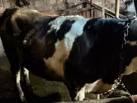 Bull, Simmental cattle — photo 2