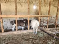 Ram, Sheep — photo 4