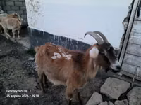 Kambing jantan, Goats — foto 2