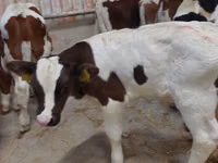 Sığır (parti, cinsiyet belirtilmedi), Simmental cattle — foto 6