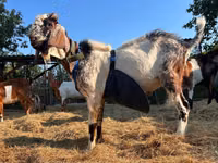 Billy Goat, Nubian Goat — photo 2