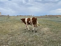 公牛, Simmental cattle — 照片 2