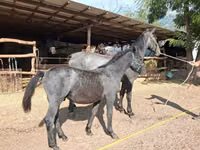 Mare, Friesian — photo 1