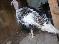Turkeys — ছবি 2