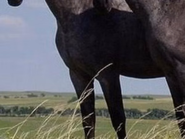 Mare, Horses — Moldova