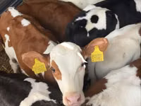 公牛, Simmental cattle — 照片 2