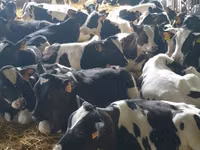 گاو و گوساله (گروه، جنسیت مشخص نشده), Simmental cattle — عکس 3
