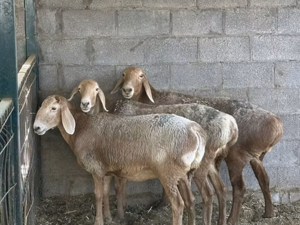 Ovca, Arashan sheep