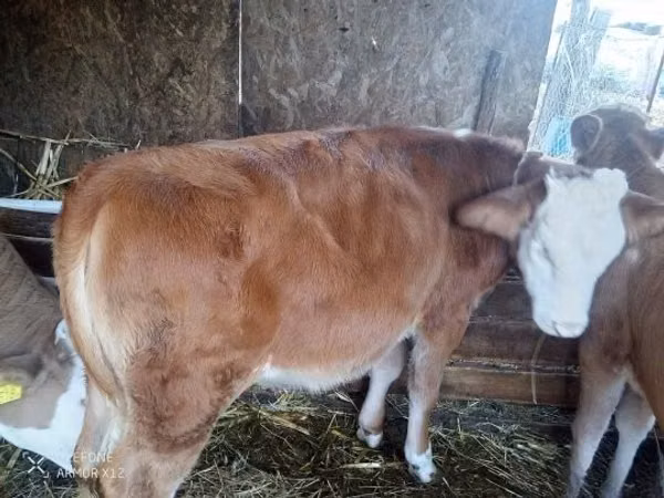 Krava, Simmental cattle — Maďarsko