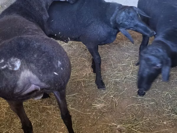 Ram, Sheep — Uzbekistan